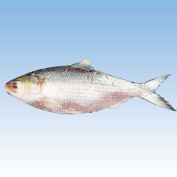 Hilsa 500-800 Per Kg.