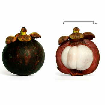 Mangustine