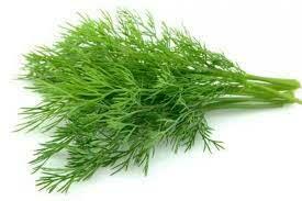 Dill