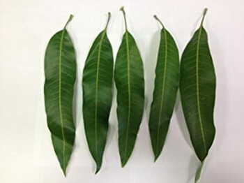 Mango Leaves Per Kg