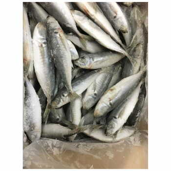 Hors Mackerel Per Box 10kg.