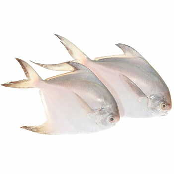 Black Pomfret Per Kg 300-500g