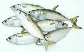 Indian Mackerel Per Kg.