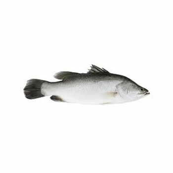 Baramundi per kg