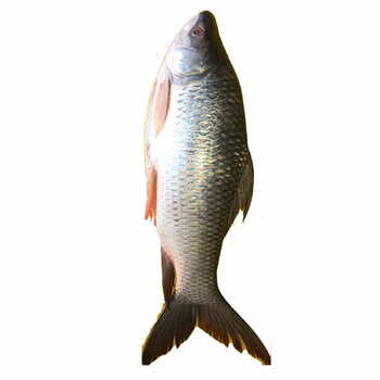 Magur fish per pkt