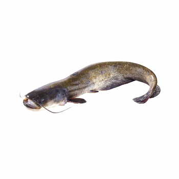 Catfish Ngolo 500-800g per kg.