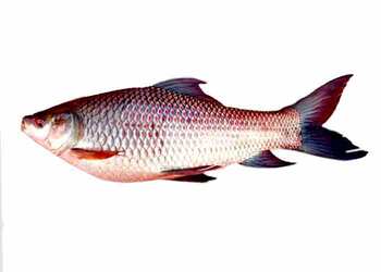 Rohu Fish Per Kg