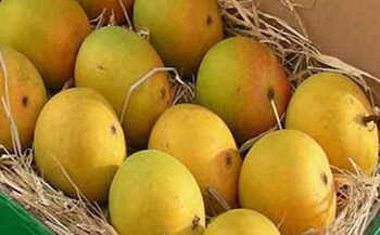 Mango Bangladeshi Per Kg.