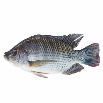 Tilapia Per Box